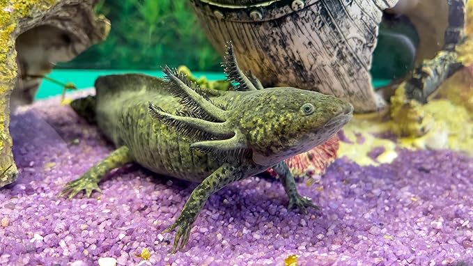 Gourmet Axolotl Soft Food Pellet Mix 3.2mm & 4.0mm & MINI Earthworm Sticks - A103 (Earthworm, 10oz)