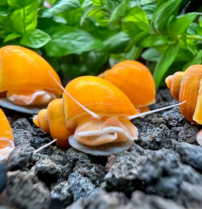 AquaticMotiv® 3-Pack Gold Mystery Snails (Pomacea Bridgesii) Large - Live Aquarium Freshwater Snails