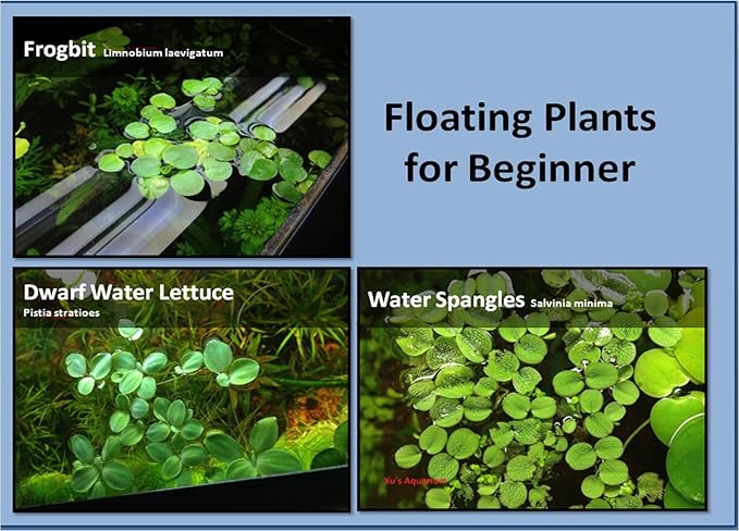 G’z Aquarium Floating Plants Package #1, 12 Amazon Frogbit, 12 Dwarf Water Lettuce, 12 Water Spangles