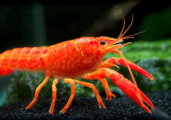 Aquatic Arts Neon Red Crayfish (Male / Female Pair) | Live Freshwater Aquarium Lobster / Crawfish / Crawdad / Real Living Fish Tank Pet