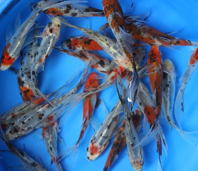 6 Pack Mixed Live 3-4 inch sarasa, shubunkin, Apricot Comet Goldfish for Aquarium Fish Tank or koi Pond