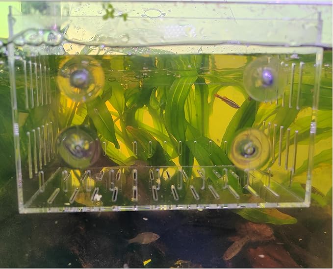 Acrylic Fish Tank Isolation Box 6"x4"x4" - No Assembly - Clear View Breeding Hatchery with Suction Cups & Feeding Kit (Fish Feeder - Pipette Included