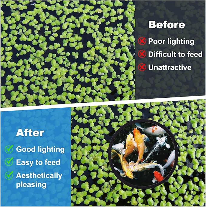 PAGOW 10pcs Fish Feeding Rings Set, 5 Sizes Round Floating Aquarium Plant Corral, Fish Tank Aquarium Accessories for Betta (Black)