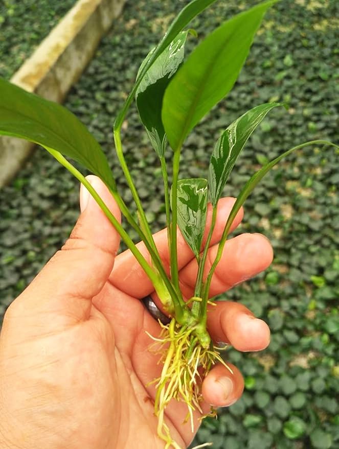Anubias Congensis Live Aquatic Potted Plant for Aquarium Freshwater Fish Tank by Greenpro