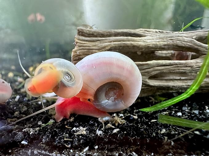Wpc-Co. Ramshorn Snails - RED Color - Freshwater Aquarium Algae Eater - Ten Juvenile to Adult Ramshorn Snails Assorted Sizes Red Color - Aquarium Cleanup Crew - 10 Aquarium Ramshorn Snails