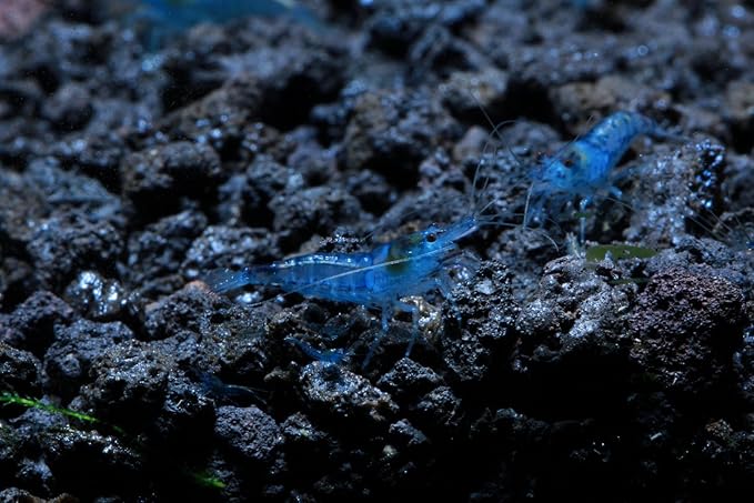 Live Freshwater Aquarium Shrimp - Neocaridina (Blue Velvet, 5 Pack)