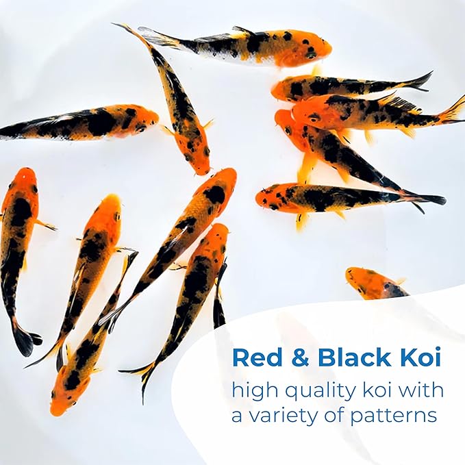 Toledo Goldfish Live Red & Black Colored Standard Fin Koi, Beautiful Live Fish Perfect for Ponds, Tanks, and Aquariums – 5-6 Inches, 5 Count