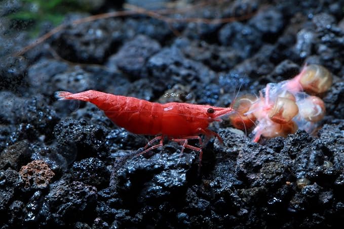 Live Freshwater Aquarium Shrimp - Neocaridina (Painted Fire Red, 5 Pack)