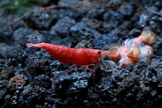 Live Freshwater Aquarium Shrimp - Neocaridina (Painted Fire Red, 5 Pack)