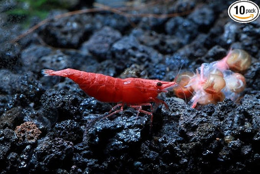 Live Freshwater Aquarium Shrimp - Neocaridina (Painted Fire Red, 10 Pack)