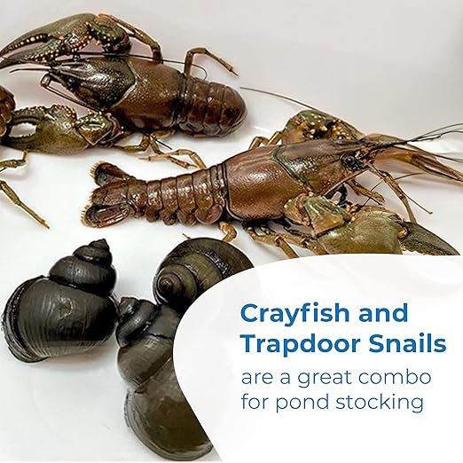 Toledo Goldfish Live Crayfish and Trapdoor Snail Combo, Live Ornamental Species Perfect for Ponds, Tanks or Aquariums - 50 of Each, 100 Total Count