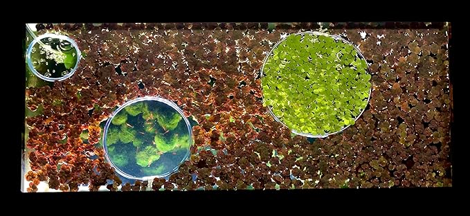 Aquarigram 60+ Giant Duckweed (+Mystery Plant + Invisible Feeding Ring) Live Aquatic Floating Plant for Aquarium (spirodela polyrhiza)
