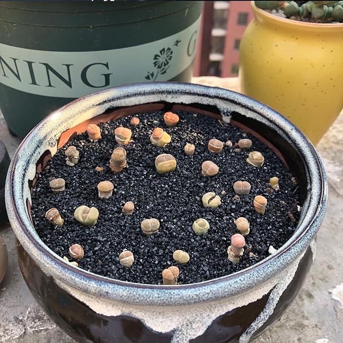 FANTIAN 10 lbs Black Aquarium Silica Sand. Decorative Aquarium Gravel Substrate for Fish Tank, Plants Potted, Fire Pits, Candle, Vase Filler and Crafts