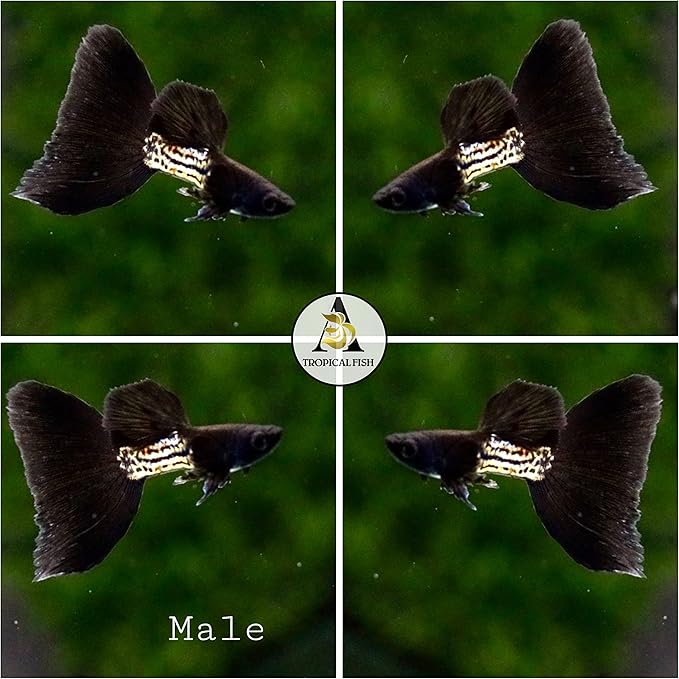 D&A Tropical Live Fish - Metal Black Guppy Live Fish, Female and Male Guppies for Aquariums, Freshwater (1 Trio (1male,2Female))