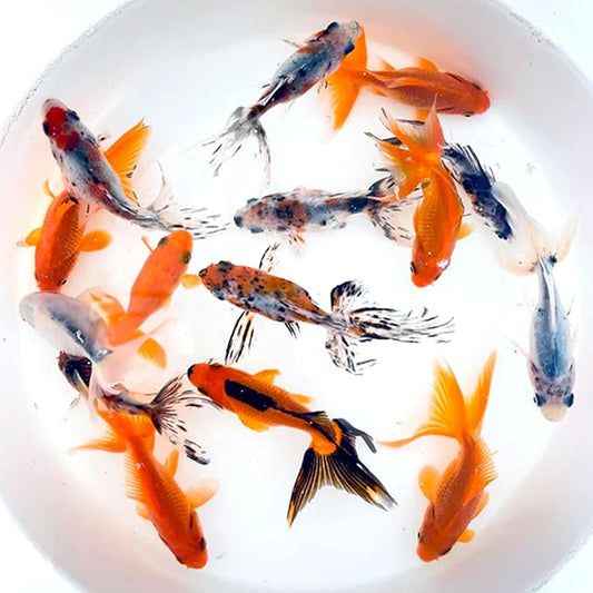 Toledo Goldfish Live Calico and Red Fantail Combo, Live Fish Perfect for Stocking Ponds, Tanks, and Aquariums 2.5 Inches 4 Count