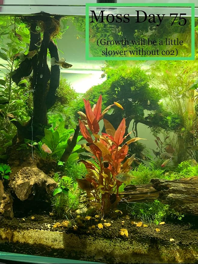 Christmas Moss Vesicularia Montagnei Live Freshwater Aquarium Plants Buy 2 Get 1