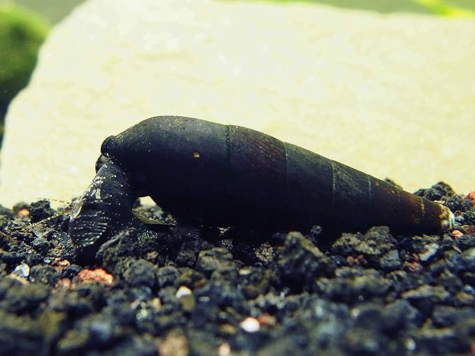 Aquatic Arts 3 Live Black Devil Spike Snails | Freshwater Fish Tank Washer | Tetra / Guppy / Betta Safe Snails for Aquariums