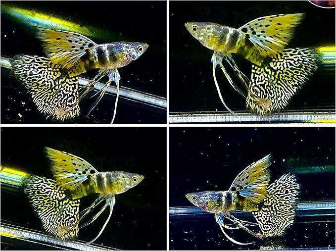 D&A Tropical Tiger King Cobra Ribbons Guppies - Male & Female Live Fish for Aquarium (1 Trio - 1 Male, 2 Female)