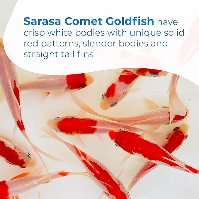 Toledo Goldfish Sarasa Comet Goldfish: Live Red and White Goldfish with a Variety of Patterns - Perfect for Stocking Ponds, Aquariums, or Tanks - 4-5 Inches, 5 Count