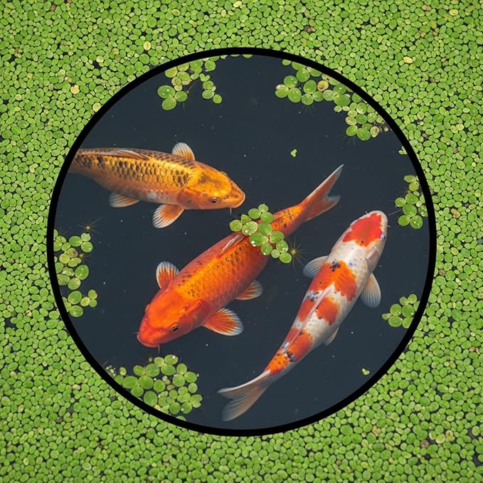 10Pcs Fish Feeding Ring for Fish Tank 5 Sizes Aquarium Floating Plant Barrier Round Floating Plant Corral Aquarium Accessories for Fishes Tank Floatings Plants