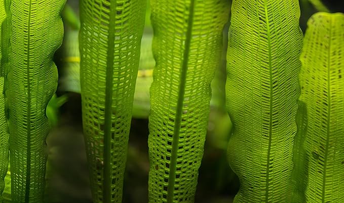 Madagascar Lace Plant Aponogeton madagascariensis, Live Aquarium Plant, Freshwater Aquatic Bulbs, Easy to Grow, Ideal for Planted Aquariums & Aquascapes Awesome Aquatic
