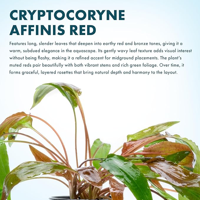 SubstrateSource Cryptocoryne Live Aquarium Plants - Freshwater Plant for Aquariums, Planted Fish Tanks - Beginner Friendly (Affinis Red, 1 Pot (3-5 Plants))