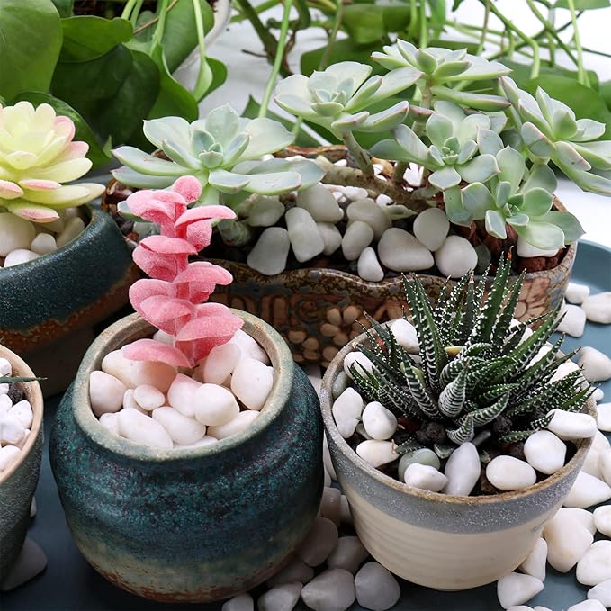 White Rocks for Plants & Garden. Decorative Polished Pebbles. 3/8 Inch 2lbs for Succulents, Vases & Pots (XSM (0.375 Inch), White - Lightly Polished, 2)