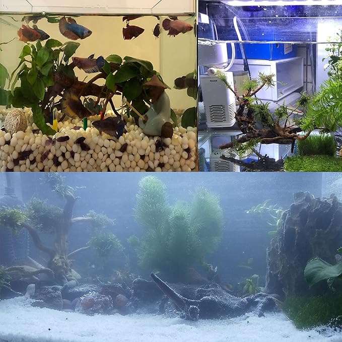 kathson Aquarium Driftwood Reptile Branches Wood Natural Spiderwood Driftwood for Aquarium 5-6" 7 Pcs Terrarium Ornament Trunk Fish Tank Log Habitat Decoration Tree Stump Decor Assorted Sizes Wood