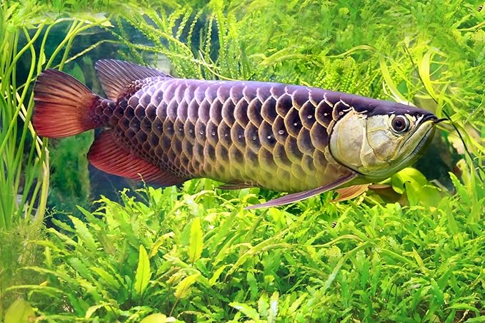 Large Floating PELLETS 6.5 with Krill & SPIRULINA for Koi,Oscar,Pond Fish,Cichlids,A15 (32oz - 2 LBS.)
