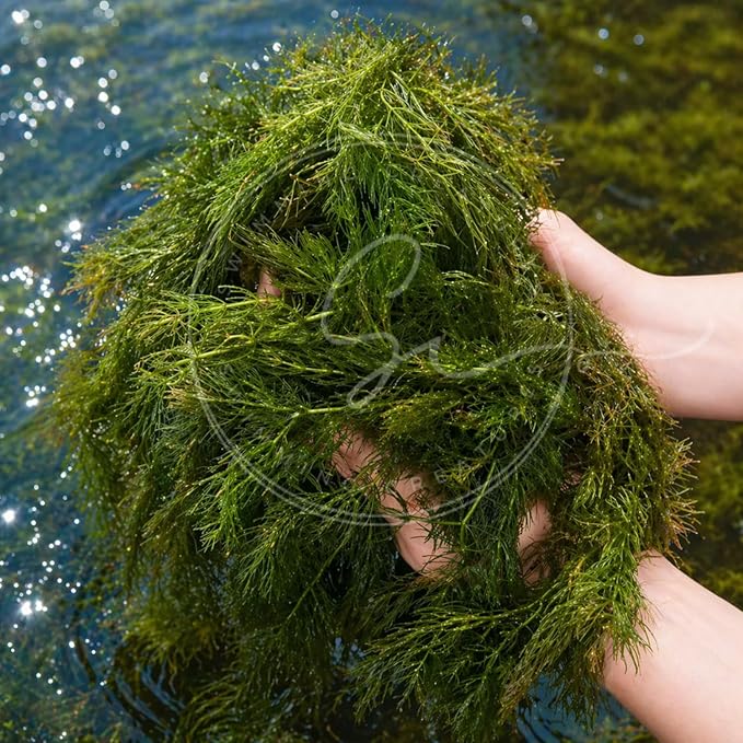 Swimming Creatures™ Live Aquarium Plants (2 Large Bunch Hornwort)