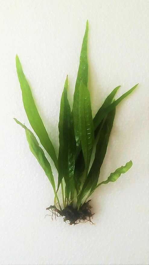 Marcus Fish Tanks Java Fern Microsorum Pteropus Easy Low Light Live Aquarium Plant - Buy 2 Get 1