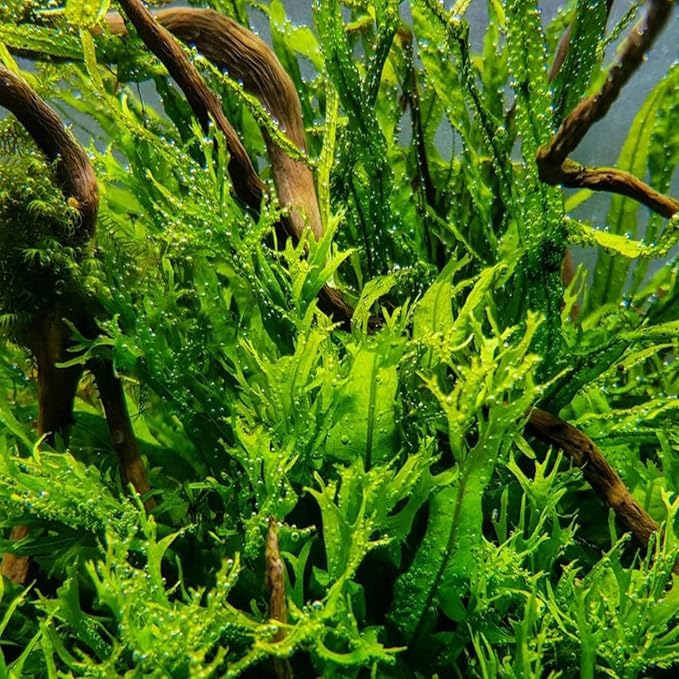 5X Java Fern Windelove Microsorum Pteropus Looses Aquarium Live Plant for Fish Tank Decoration