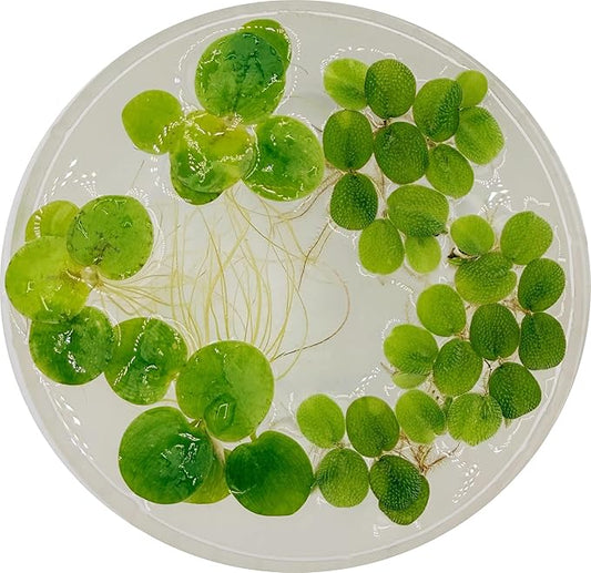 AQUARIUM PLANT CENTER EST. 2020 Live Aquarium Floating Plant Mix – Amazon Frogbit & Water Spangles (Floating Mix, 6, Count)