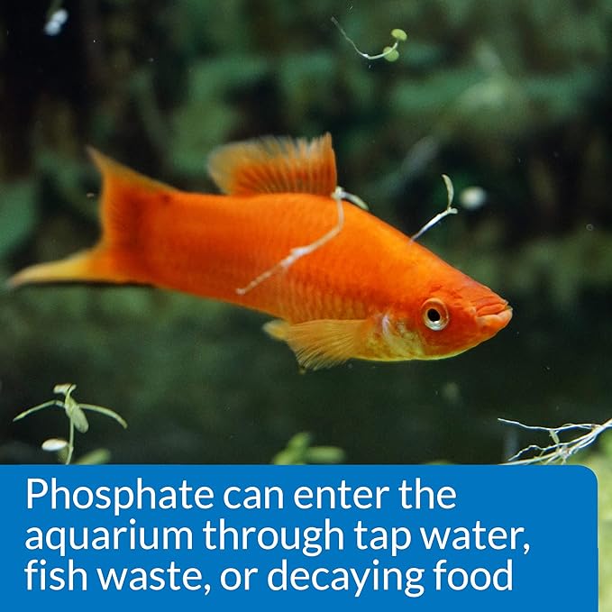 API Phosphate Test Kit For Freshwater And Saltwater, 64 OUNCES