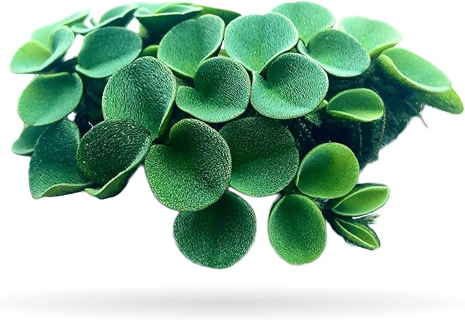 50+ Leaves Velvet Water Spangles (+Mystery Plant) Live Aquatic Floating Plant for Aquarium (salvinia cucullata) by Aquarigram