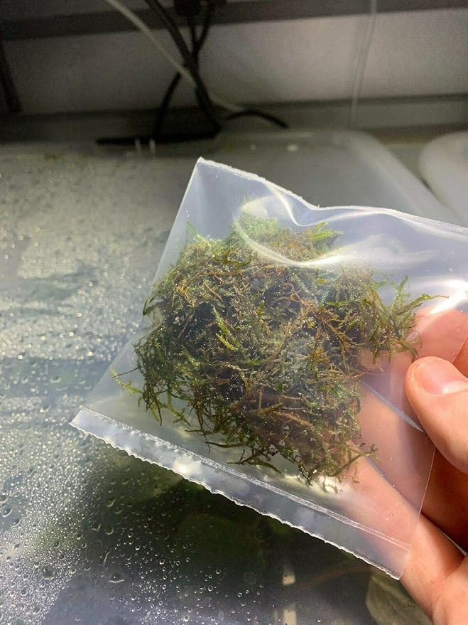 Java Moss Taxiphyllum Barbieri Easy Live Aquarium Plant Freshwater - Buy 2 Get 1
