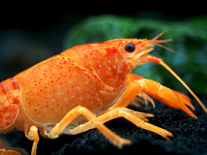 Aquatic Arts Neon Red Crayfish (Male / Female Pair) | Live Freshwater Aquarium Lobster / Crawfish / Crawdad / Real Living Fish Tank Pet