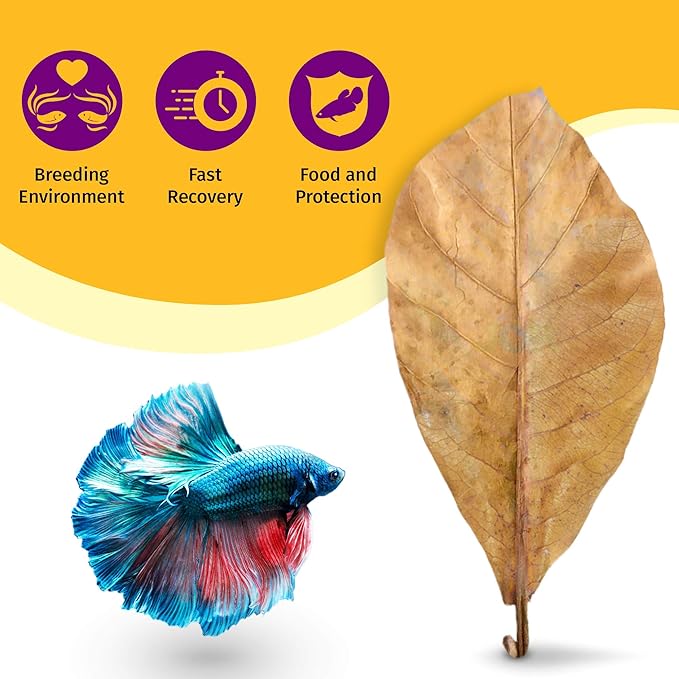 JOR 25 Pack Large Catappa Indian Almond Leaves for Bettas, 7-9 Inches, Effortless Water Conditioning, Great Values, Help Bettas and Tropical Fish Thrive