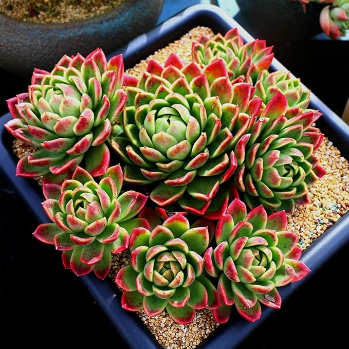 Avalution 2mm-4mm Coarse Sand Stone Plant Decorative Gravel Succulents, Cactus Bonsai Gravel, Terrarium Filling DIY Gardening Indoor & Outdoor Garden Bonsai Decoration-18LB