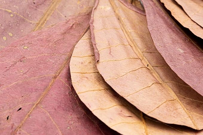 Awesome Aquatic Betta Shrimp Leaves 30 4"-6" Premium Catappa Indian Almond Leaves Aquarium Fish Shrimp Betta Tanks Blackwater Habitat Health Color Natural Habitat Tannin Improves Immunity