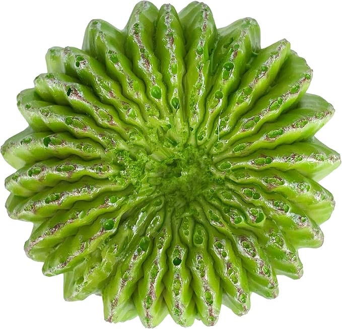 Multi Pet 48593325: Komodo Cactus Plant Moon, 7.5In