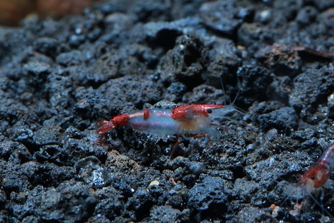 Live Freshwater Aquarium Shrimp - Neocaridina (Red Rili, 5 Pack)