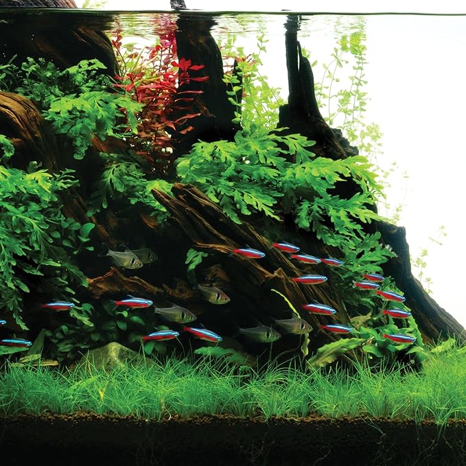 Ultum Nature Systems Driftwood - Mopani Wood - Natural Aquarium Hardscape for Planted Tank Aquascaping - Fish, Crab, Reptile, Bird, Paludarium Enclosure Structure, Terrarium Decor - MED 1Pc, 12-16"