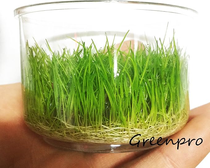 Dwarf Hairgrass Live Aquarium Plants Tissue Culture Cup Freshwater Fish Tank Decorations