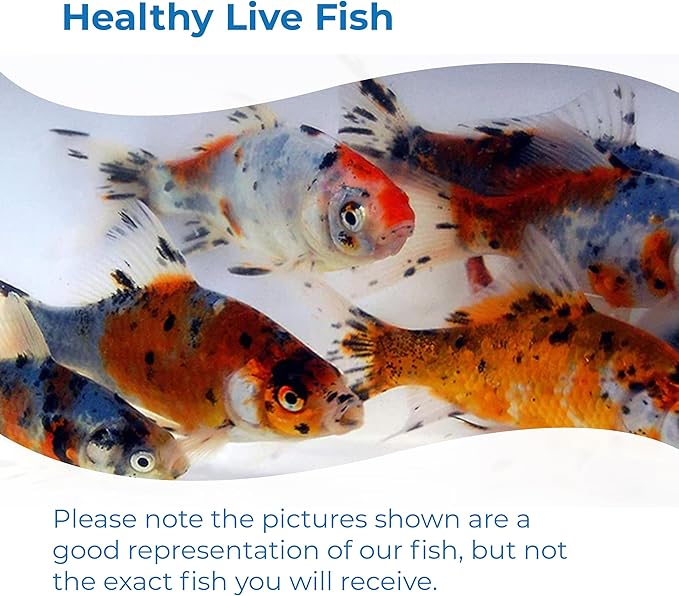 Toledo Goldfish Shubunkin Goldfish: Live Blue Calico Colored Goldfish with a Variety of Patterns - Perfect for Stocking Ponds, Aquariums, or Tanks - 4-5 Inches, 25 Count