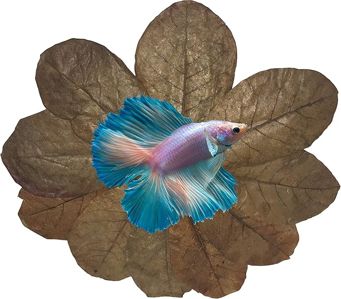 Awesome Aquatic Betta Shrimp Leaves 10 4"-6" Premium Catappa Indian Almond Leaves Aquarium Fish Shrimp Betta Tanks Blackwater Habitat Health Color Natural Habitat Tannin Improves Immunity