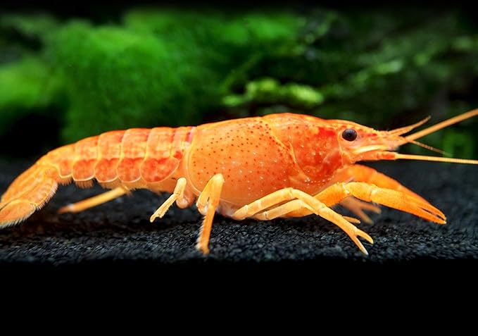 Aquatic Arts Neon Red Crayfish (Male / Female Pair) | Live Freshwater Aquarium Lobster / Crawfish / Crawdad / Real Living Fish Tank Pet