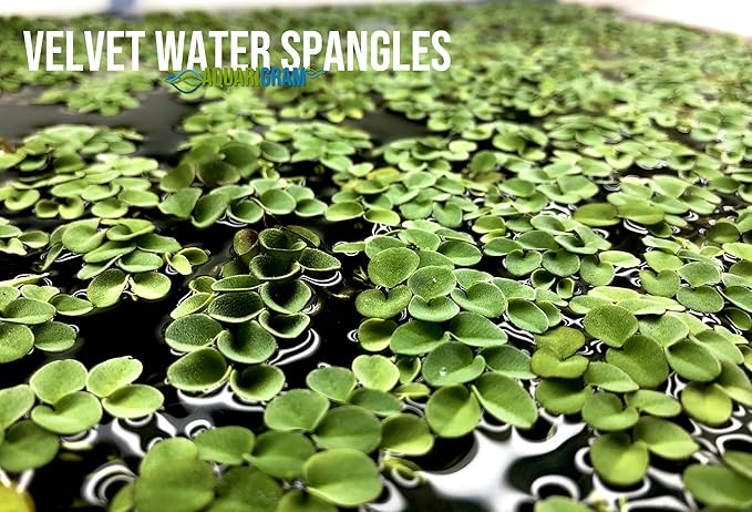Aquarigram Rare Floating Plant Combo (Velvet Water Spangles, Riccia Water Spangles, Giant Duckweed) + Invisible Feeding Ring