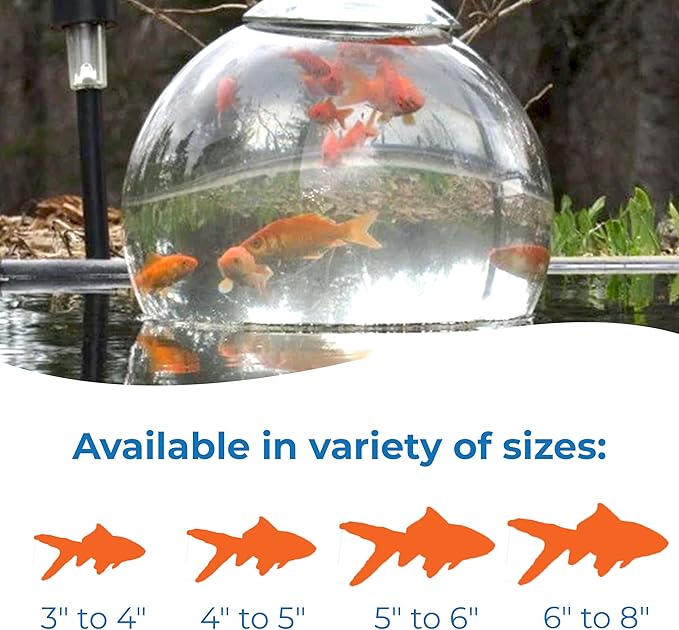 Toledo Goldfish Classic Comet Goldfish: Live Goldfish with a Variety of Sizes for Ponds, Tanks, and Aquariums - 3-4 Inches, 5 Count