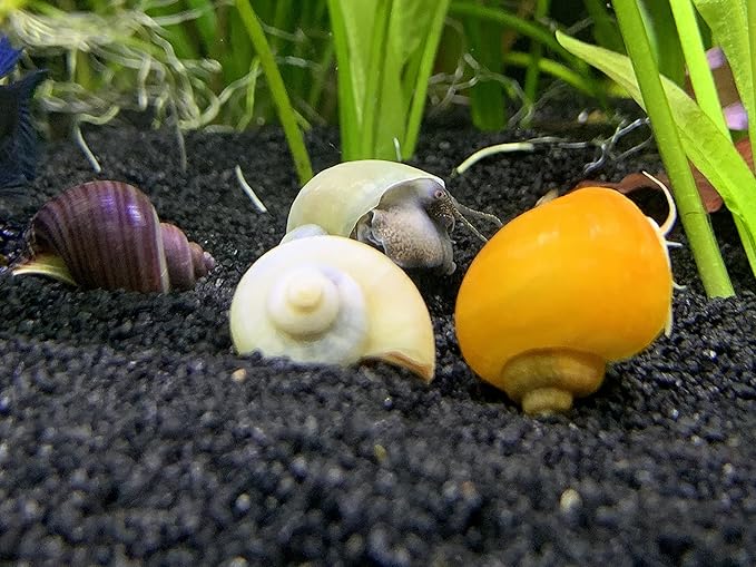 Mystery Snails x4 (Pomacea Bridgesii) Medium Mix Pack - Live Freshwater Snails